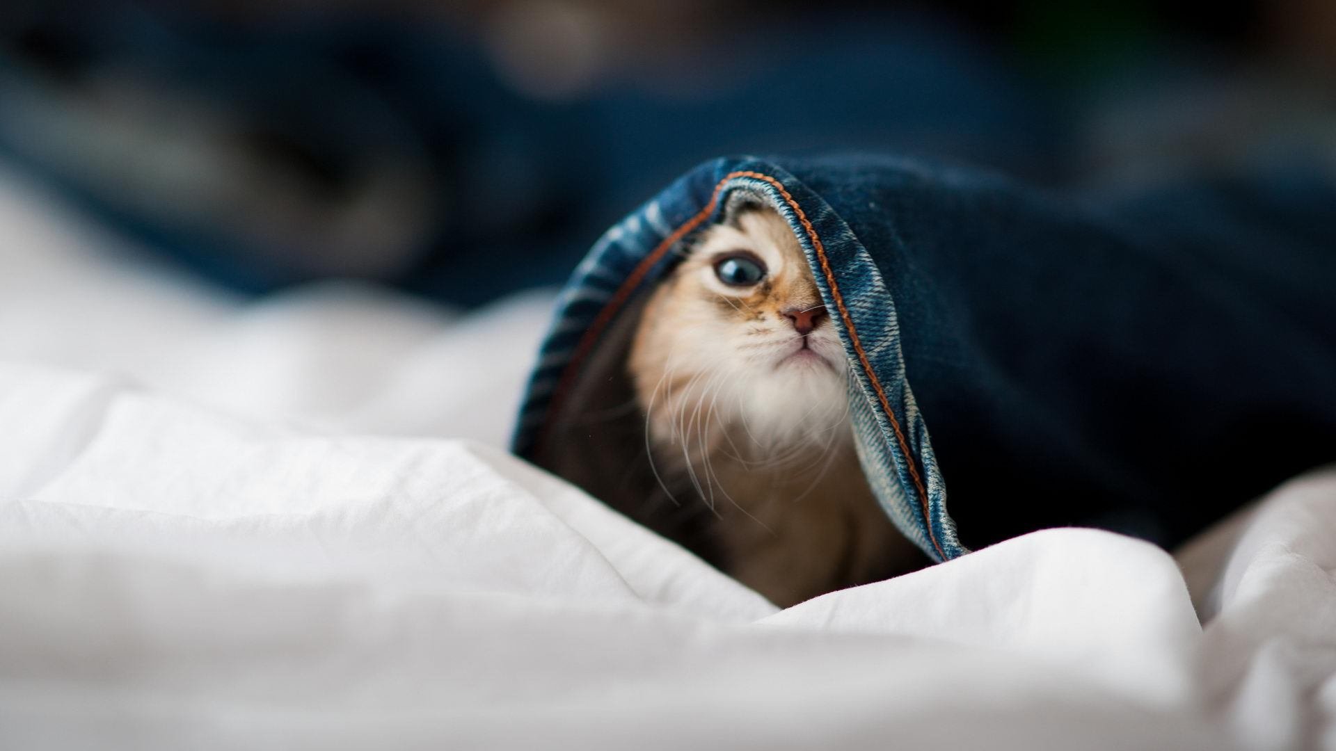 _猛龙逐渐找回感觉，迎来胜利_，看一下猛龙