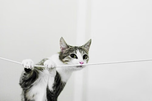 _猛龙队士气高涨，击败劲敌_，猛龙队百科