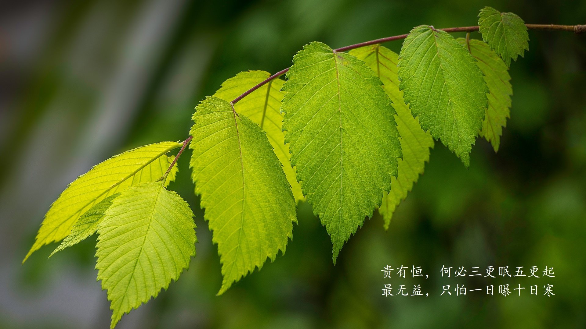 马竞-战平波尔图，晋级形势堪忧，马竞 波尔图