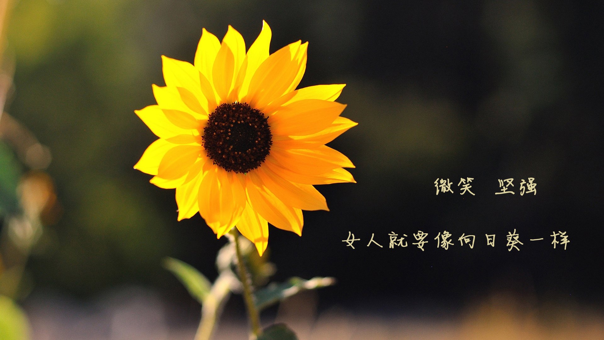 运动员职业技能提升项目，运动员职业技能提升项目有哪些